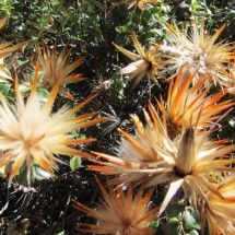 More flowers on the way to the forest of stones I
